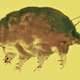 A mold pig in amber, seen through a microscope.